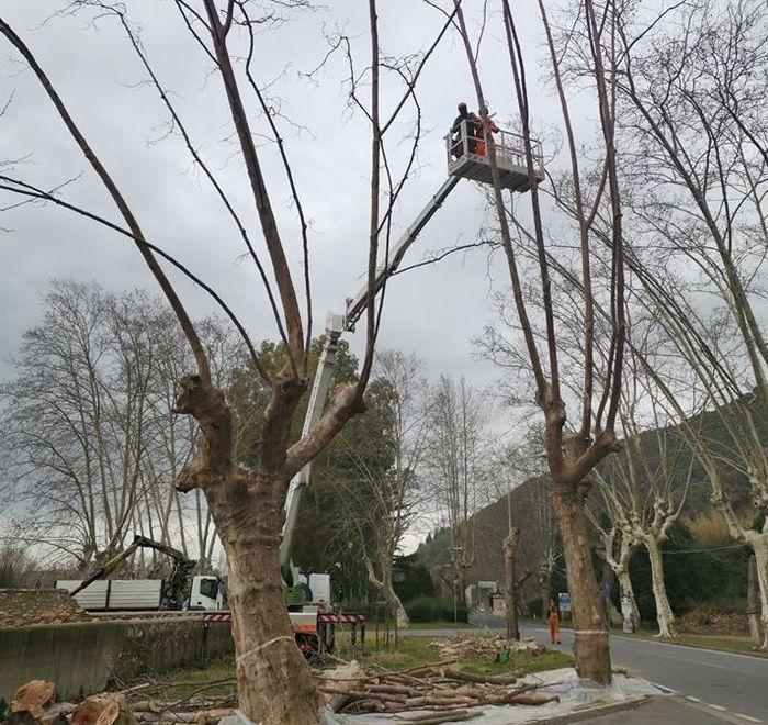 Alberi malati e pericolosi Il Comune dà il via alla messa in sicurezza