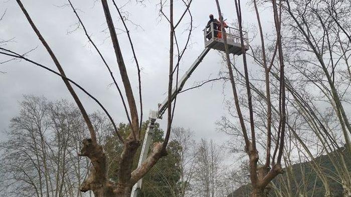 Alberi malati e pericolosi Il Comune dà il via alla messa in sicurezza