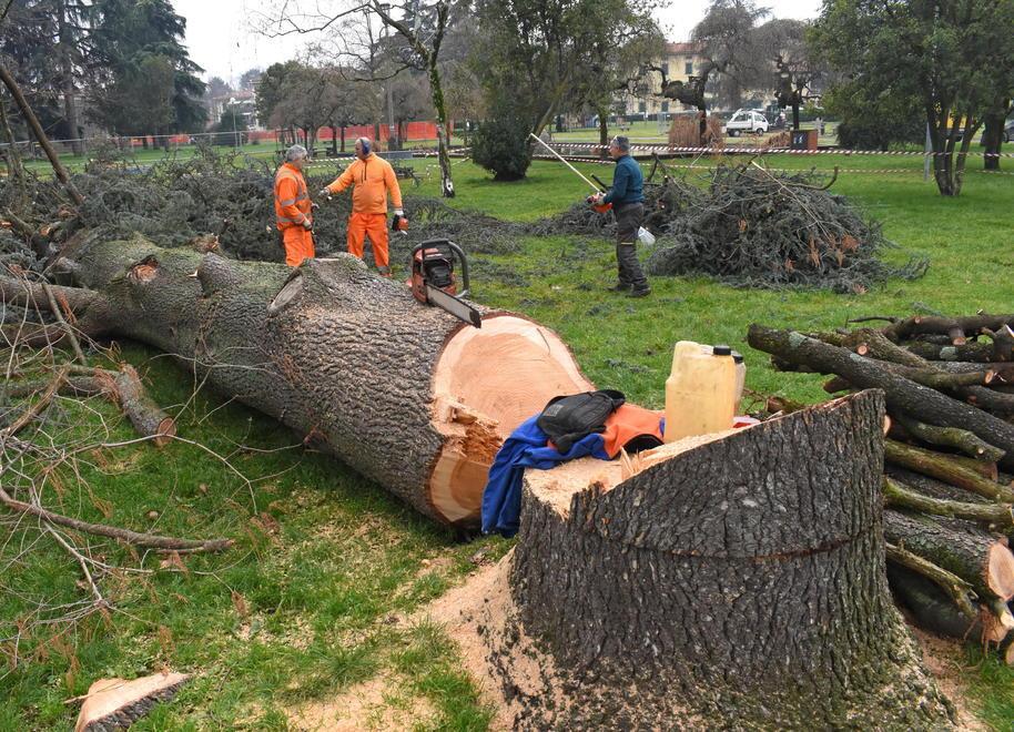 Trenta alberi da abbattere L’assessore: siamo obbligati 