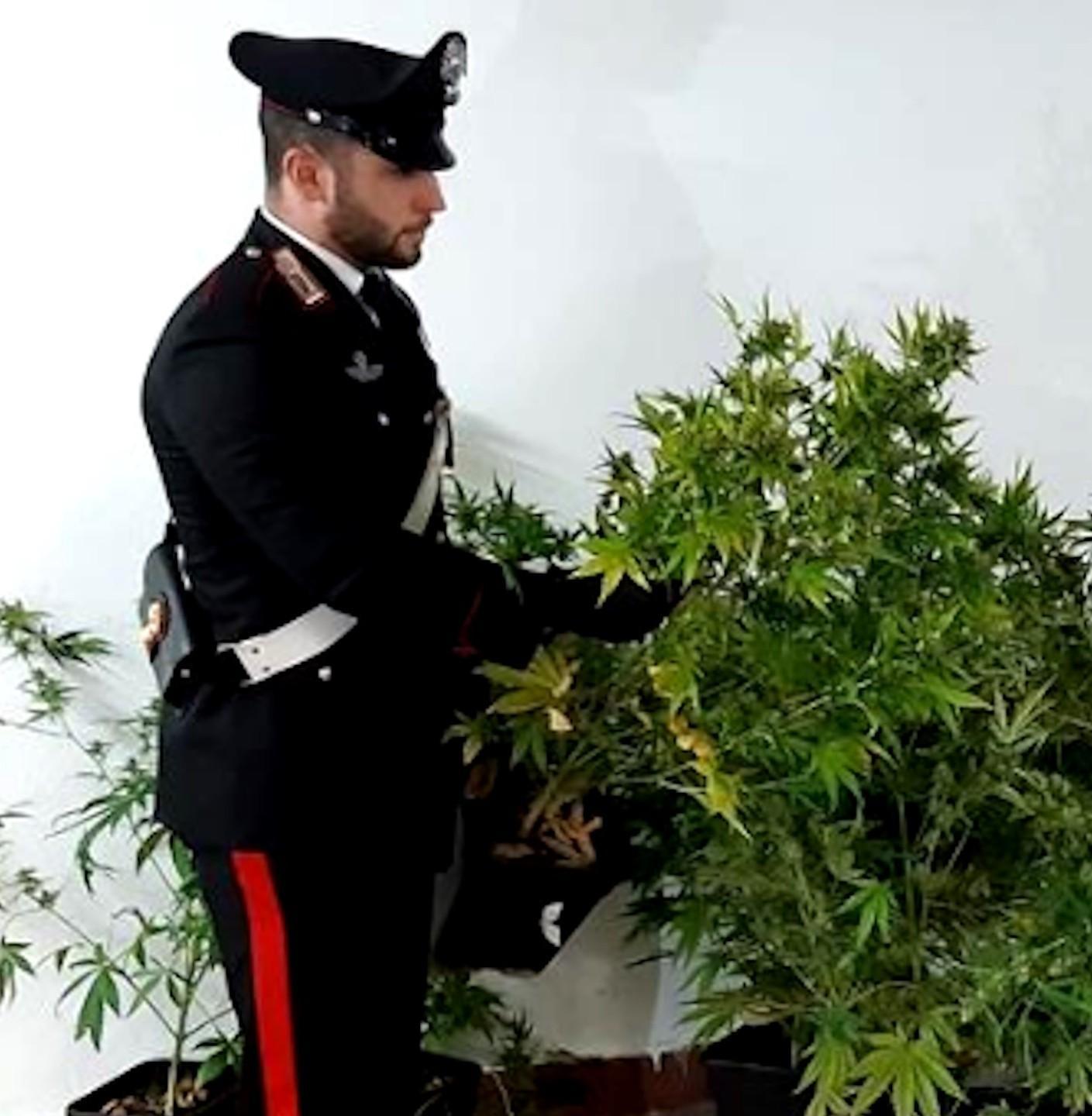 In casa una serra di marijuana: arrestato un trentenne