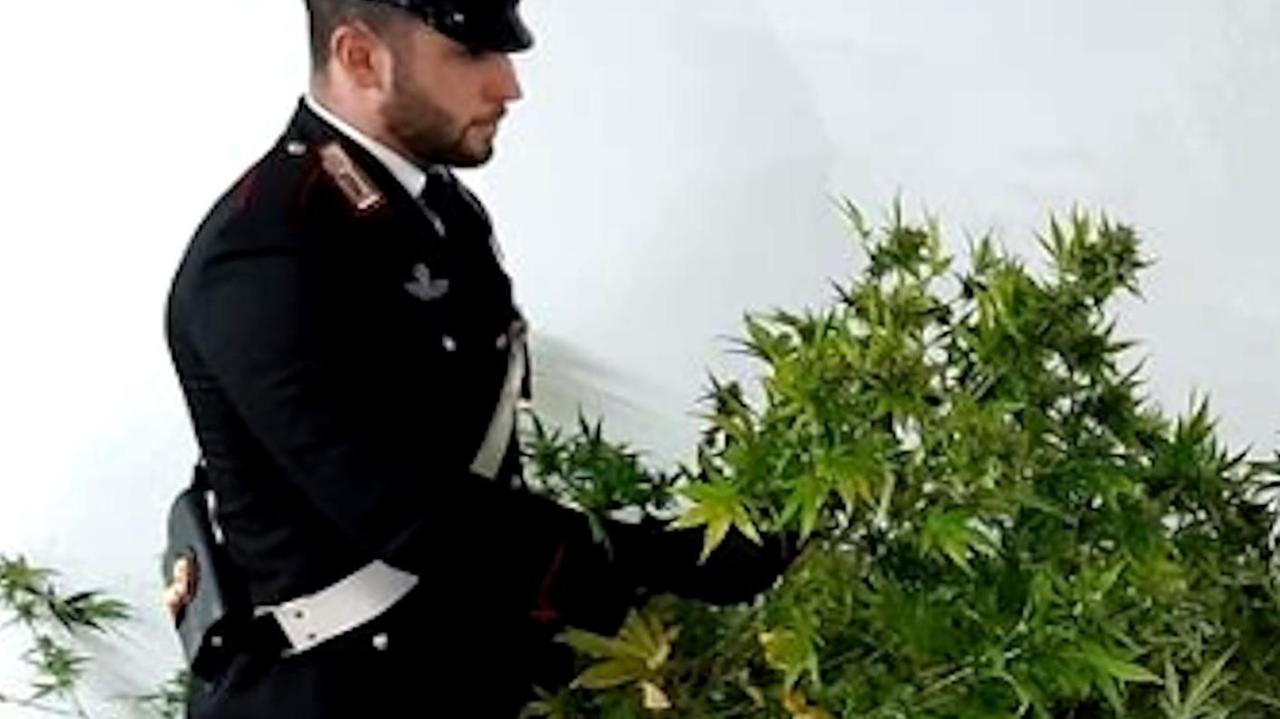 In casa una serra di marijuana: arrestato un trentenne