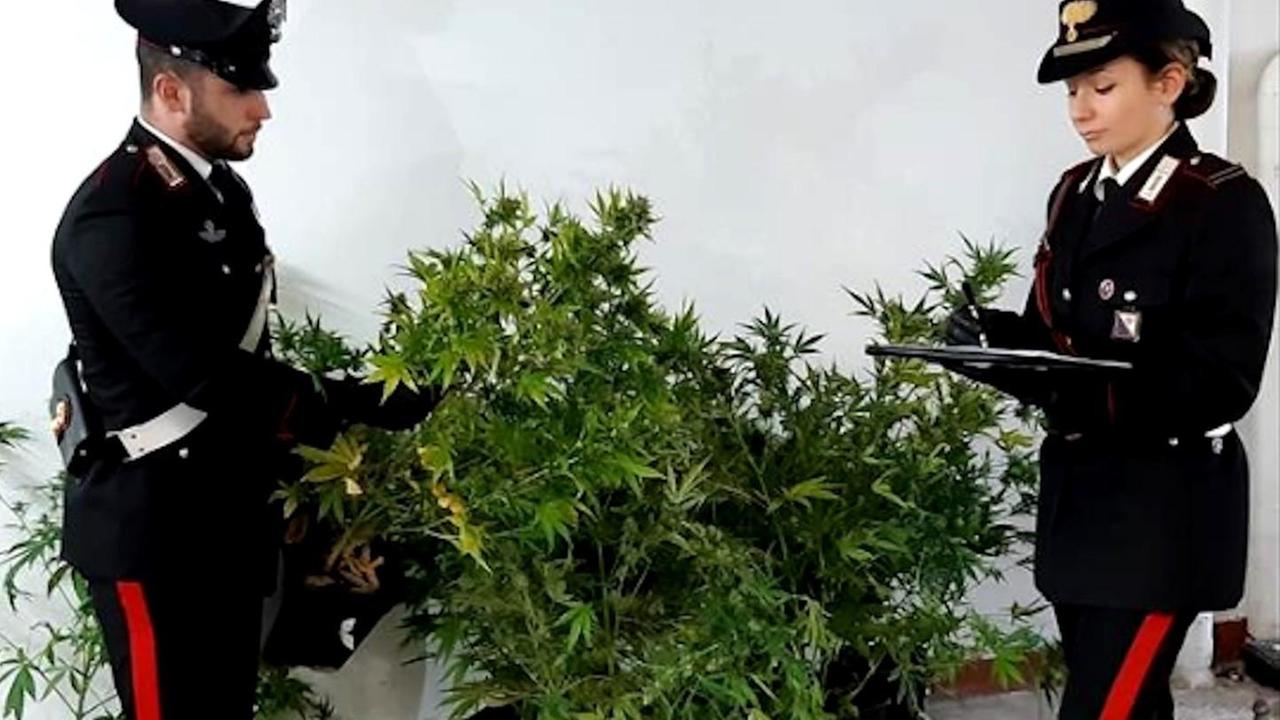 Una serra di marijuana nel sottotetto di casa arrestato un trentenne 