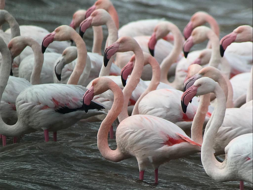 Uno splendido gruppo di fenicotteri nel lago di Burano (Foto Oasi Wwf Maremma)