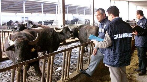 Salumi senza etichetta e carenze igieniche, azienda agricola nei guai