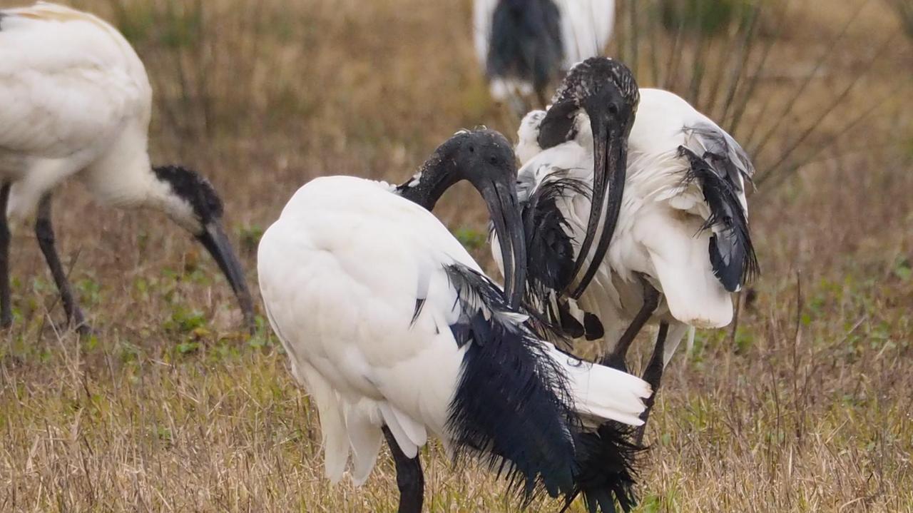 Ibis sacri nel Padule di Fucecchio (foto Giovanni Ciattini)