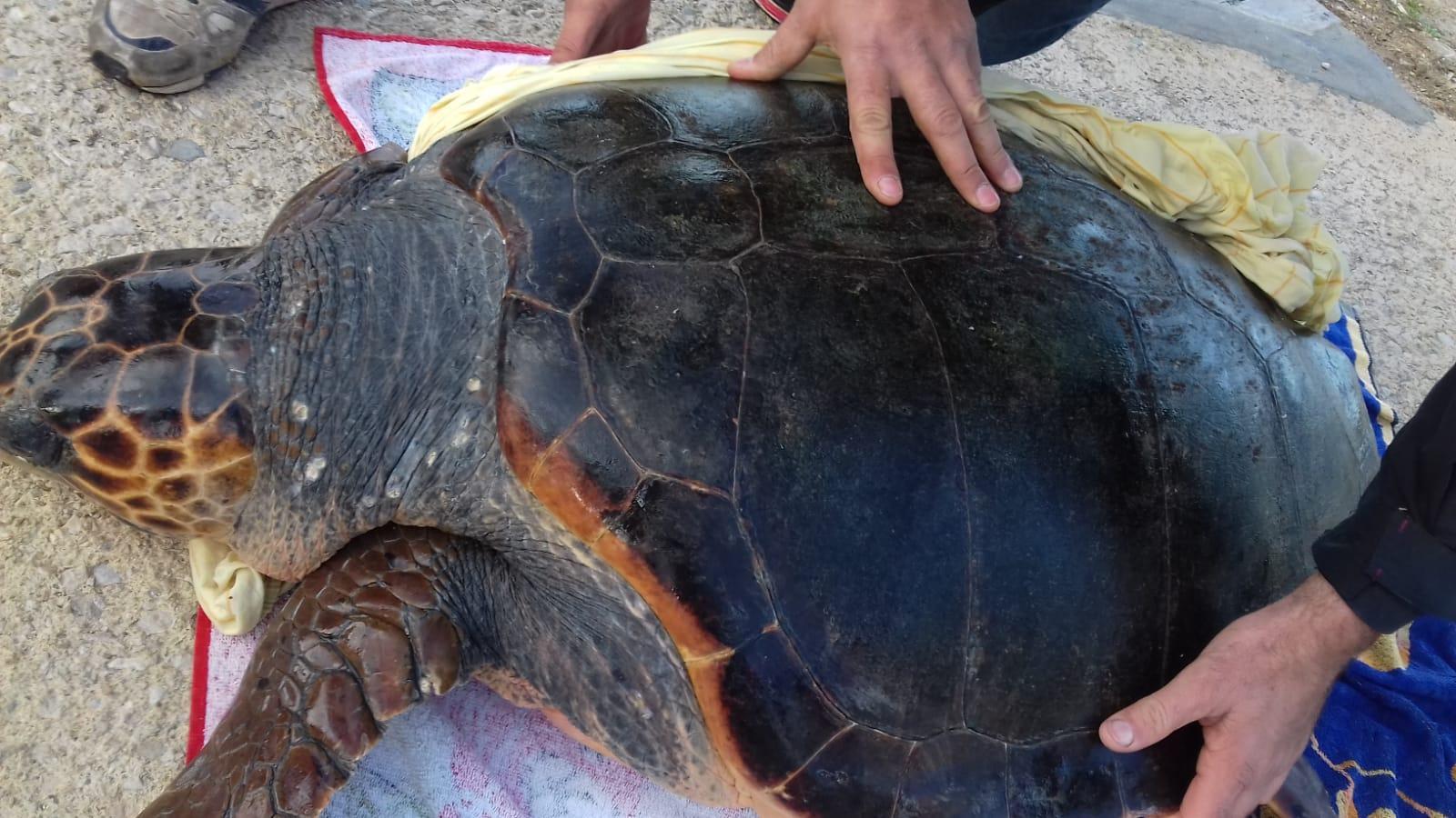 Intrappolata nelle reti: tartaruga salvata da un pescatore a Torregrande