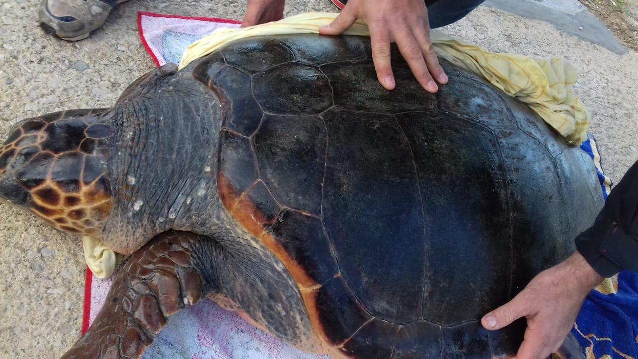 Intrappolata nelle reti: tartaruga salvata da un pescatore a Torregrande