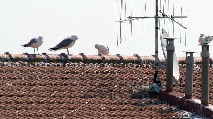 Intervenire ora sui tetti per contenere i disagi causati dal gabbiano reale
