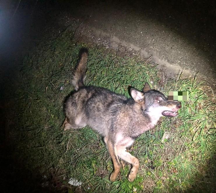 Lupo trovato morto È il secondo esemplare nel giro di pochi giorni 