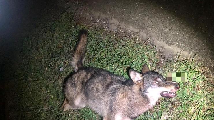 Lupo trovato morto È il secondo esemplare nel giro di pochi giorni