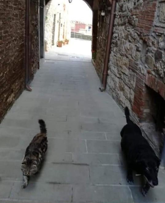 Prima picchiato e poi riempito di pallini di piombo Gatto ucciso a Ravi 
