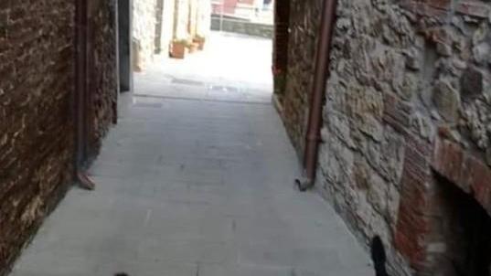 Prima picchiato e poi riempito di pallini di piombo Gatto ucciso a Ravi