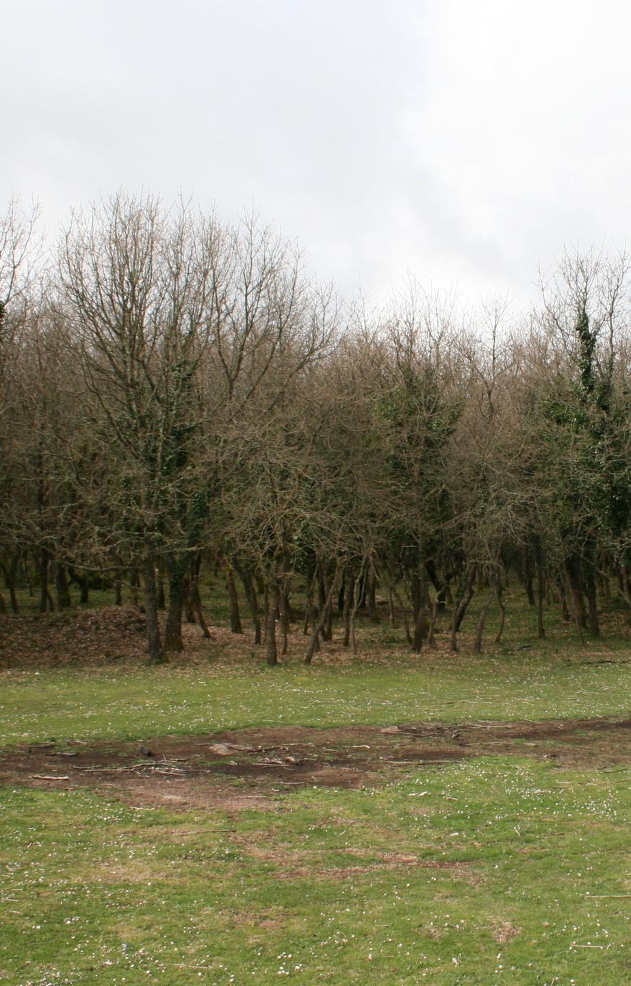 Nuovo bando per monte Sant’Antonio 