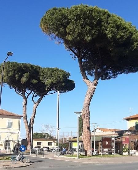 Stazione, nuovi alberi in vista dopo l’abbattimento del pino 