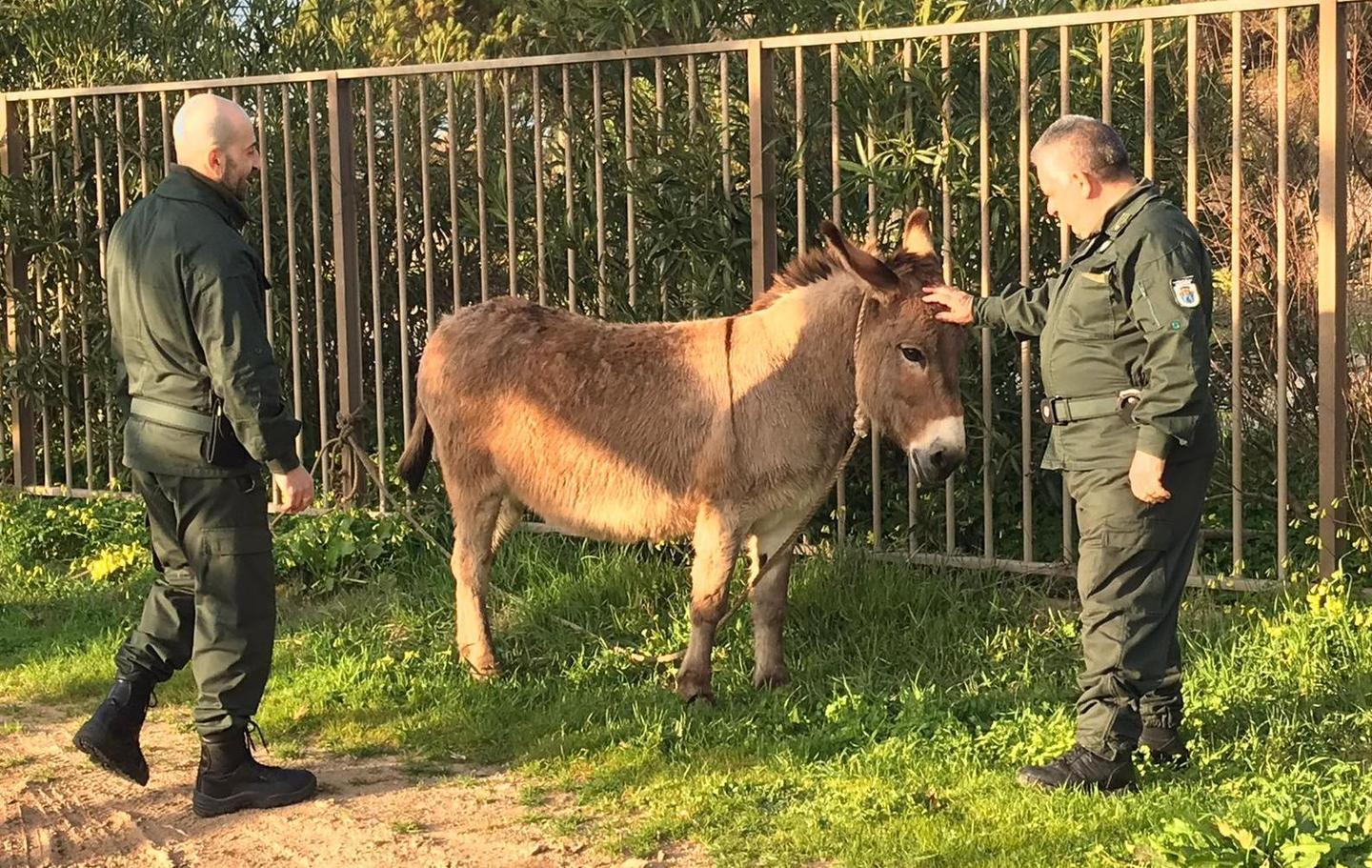 Un asino vagabondo a Maria Pia 
