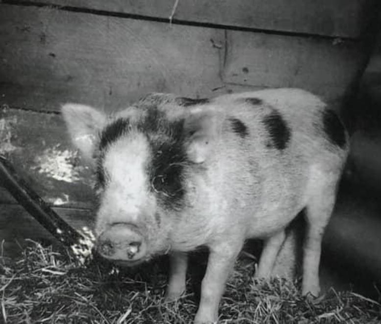 Smarrito maialino domestico