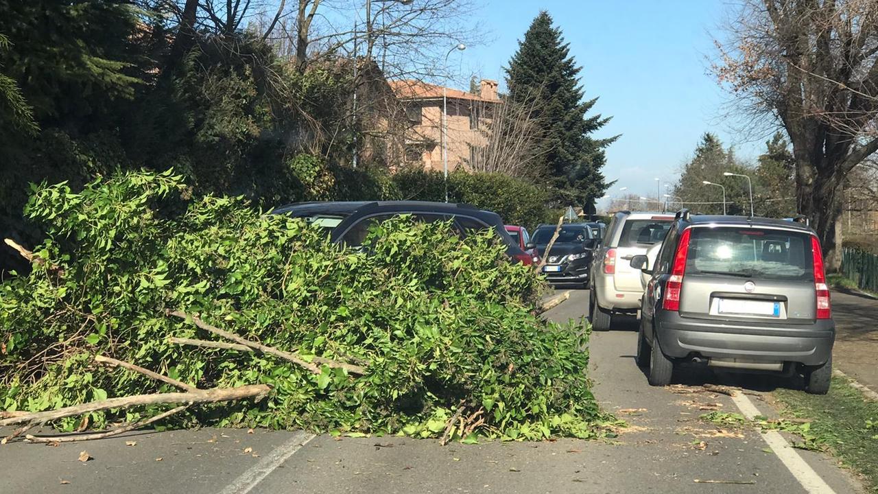 Vento forte, numerosi interventi per alberi caduti