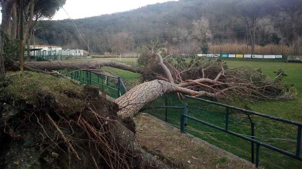 Pini caduti sul campo, via alla rimozione e al taglio di altre 14 piante