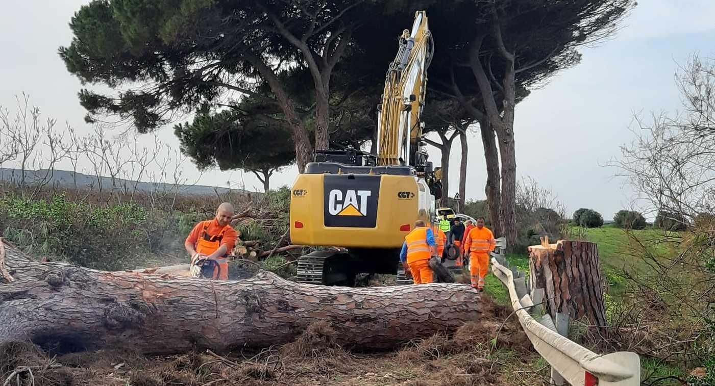 Venti pini da abbattere a Sorso: è rivolta contro l’Anas 