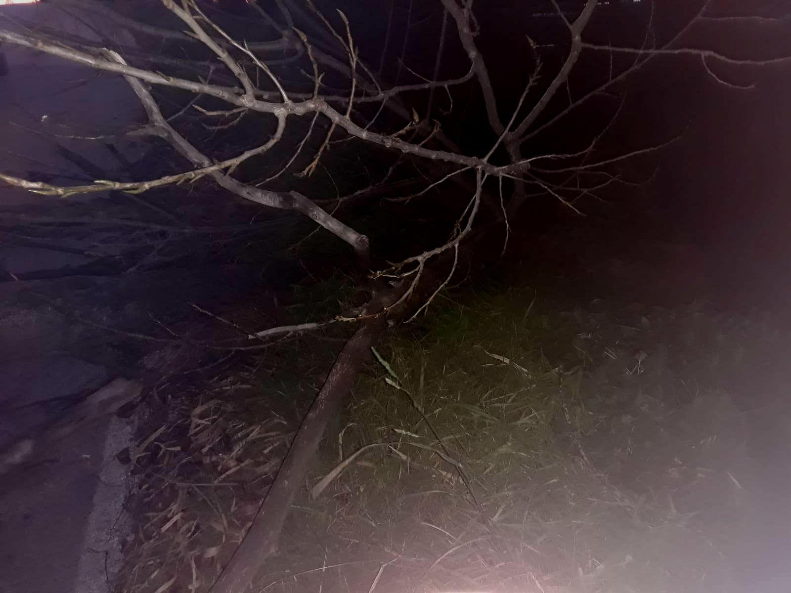 Giù un albero al Terminetto per il vento forte