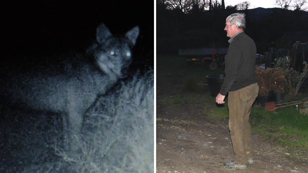 Un lupo ripreso dalla fototrappola e il vivaista Alberto Dario Bassotti (foto Gori)