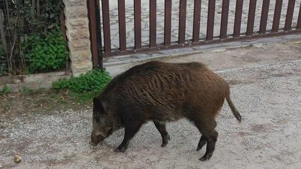 Scoperto e denunciato l’uomo che ha ucciso il cucciolo di cinghiale