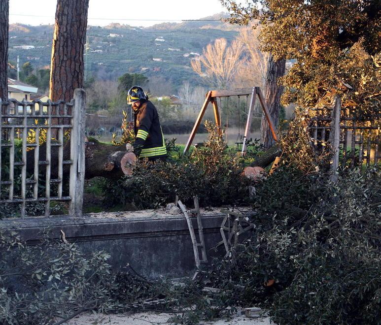 Albero crolla sopra un’auto conducente salva per miracolo