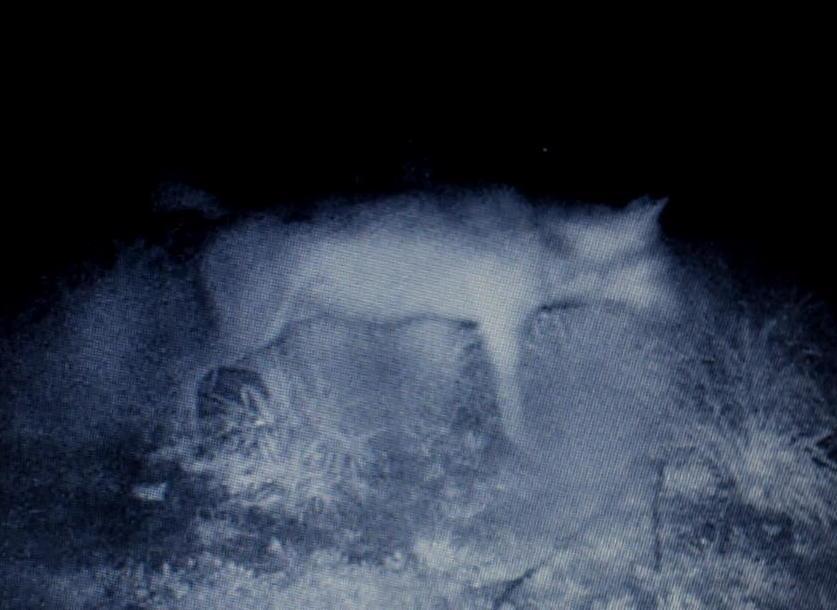 Lupi sorpresi di notte dalle fototrappole «Temiamo per i nostri animali domestici» 