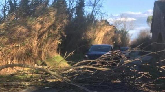 Albero cade per il vento e sfiora auto e passanti