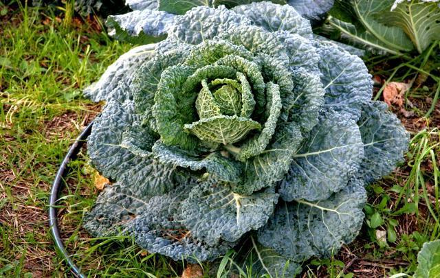 Nutrirsi bene per prevenire. Fra i cibi “amici”: cavolo, zucca, kiwi e frutti di bosco 
