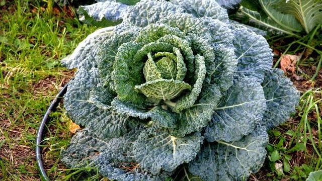 Nutrirsi bene per prevenire. Fra i cibi “amici”: cavolo, zucca, kiwi e frutti di bosco