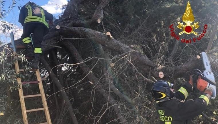 Il vento abbatte un albero