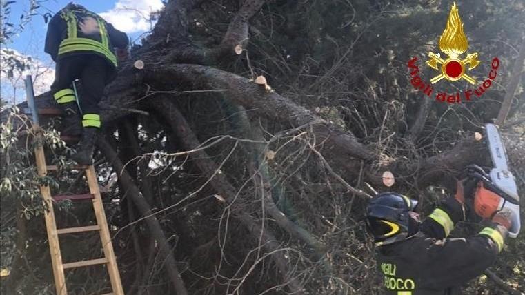 Il vento abbatte un albero
