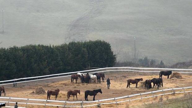 Cavalli morti, controlli dei carabinieri coi cani dell’unità antiveleno
