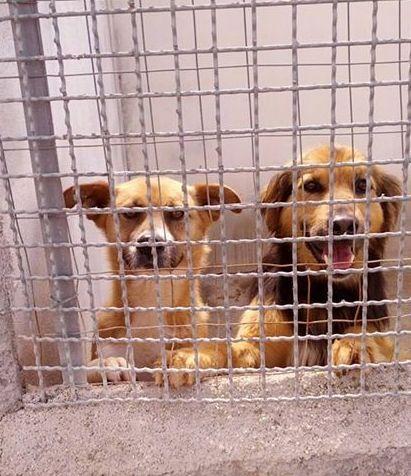 «La Germania per i cani è un hotel a cinque stelle» 