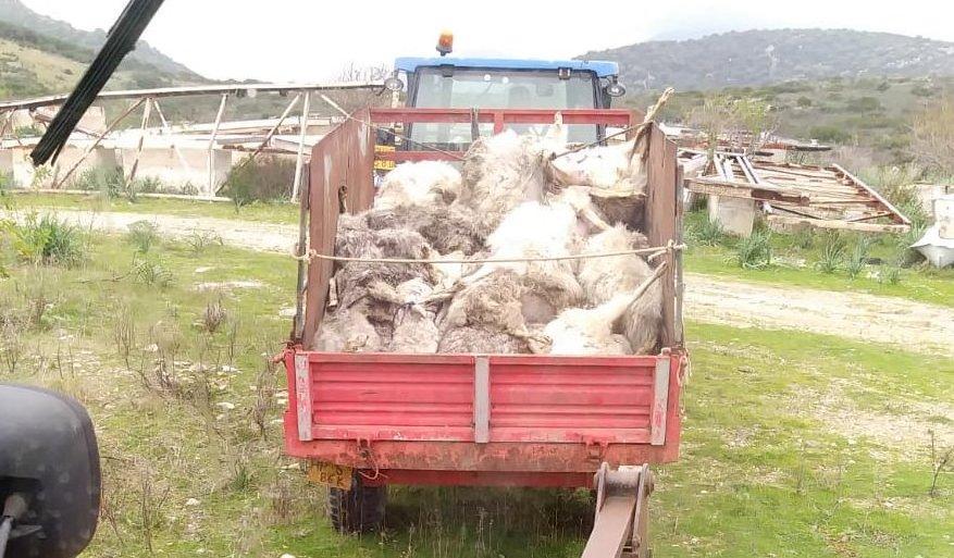 Orosei, sottoscrizione per ricostituire il gregge perduto nella piena del fiume