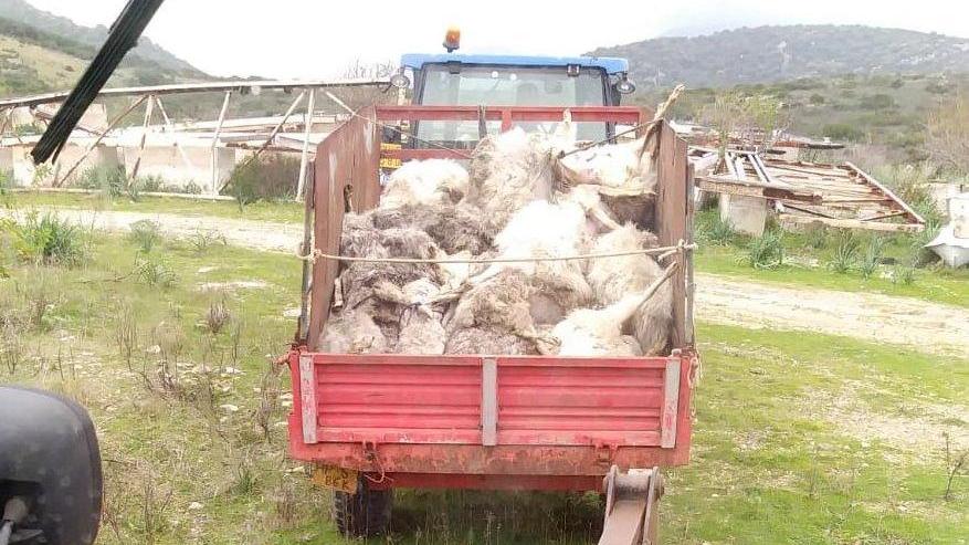Orosei, sottoscrizione per ricostituire il gregge perduto nella piena del fiume