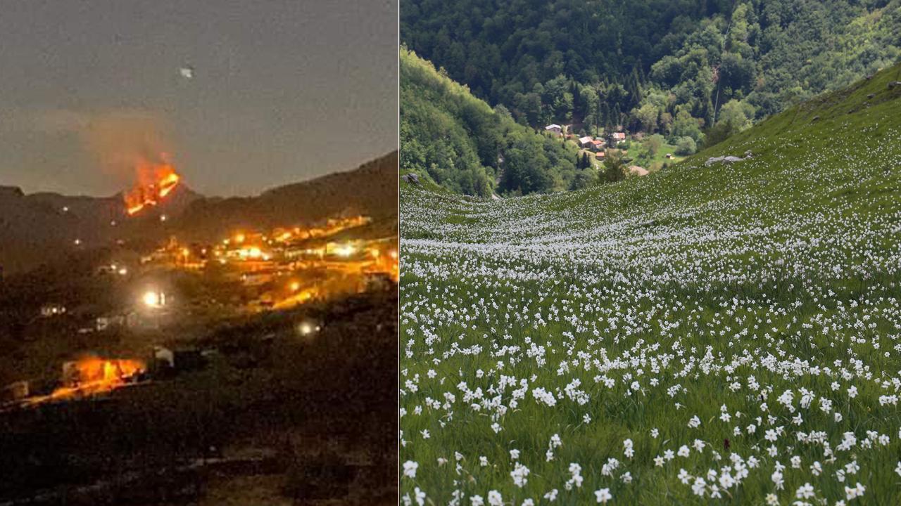 A sinistra l'incendio nella foto concessa da Anna Lorenzi, a destra la fioritura delle giunchiglie