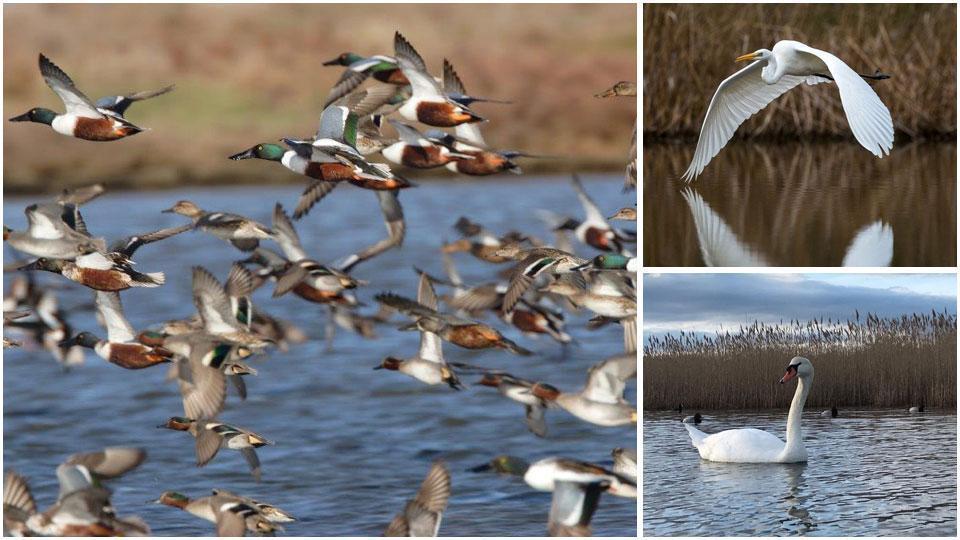 La natura? In buona salute. Sono 110mila gli uccelli censiti nelle zone umide