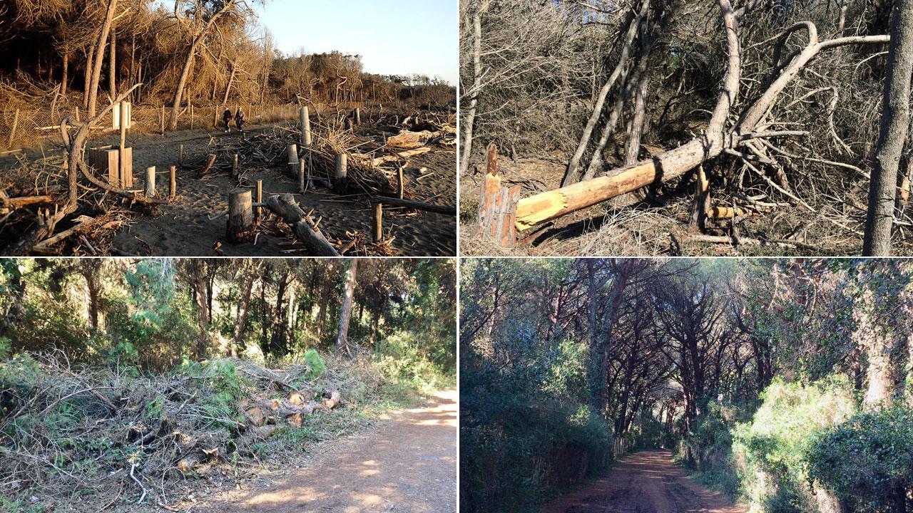 Marina di Cecina: viaggio all’interno della pineta tra sabbia, alberi spezzati e trascuratezza