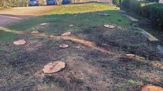 Duecento alberi da abbattere nella strada per il cimitero