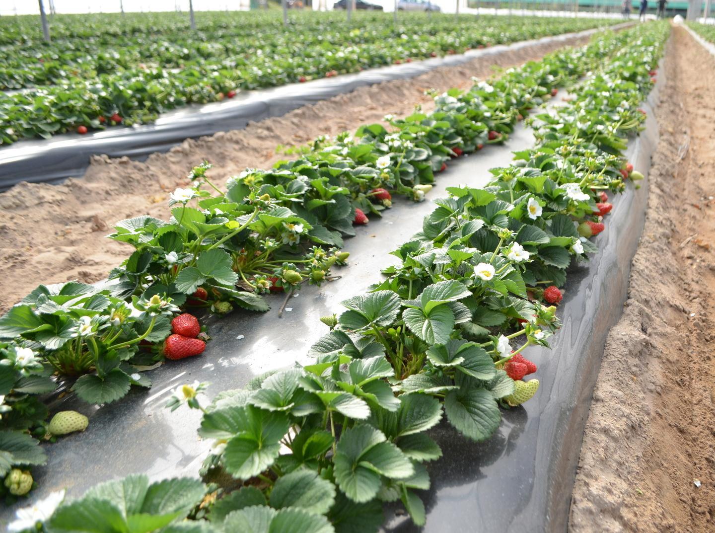 «Con questo clima imprevedibile rivoluzionata tutta la raccolta»
