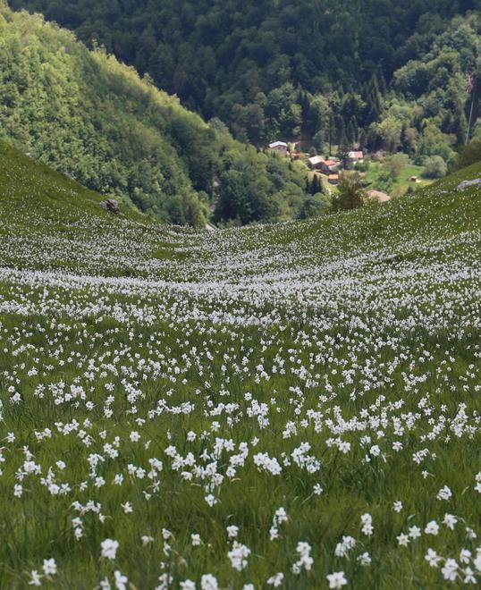 Rogo sul Monte Croce «Giunchiglie salve» 