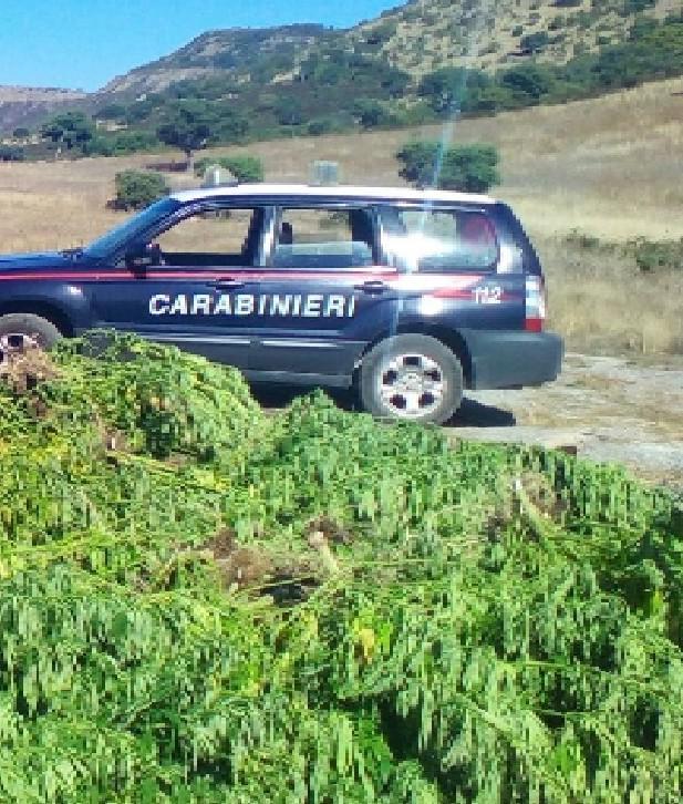 Sequestrati dai carabinieri 17 chili e mezzo di marijuana