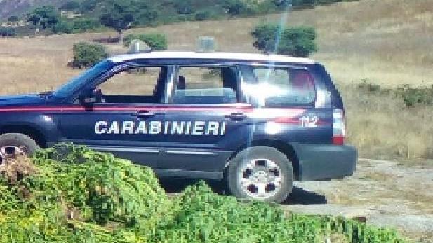 Sequestrati dai carabinieri 17 chili e mezzo di marijuana