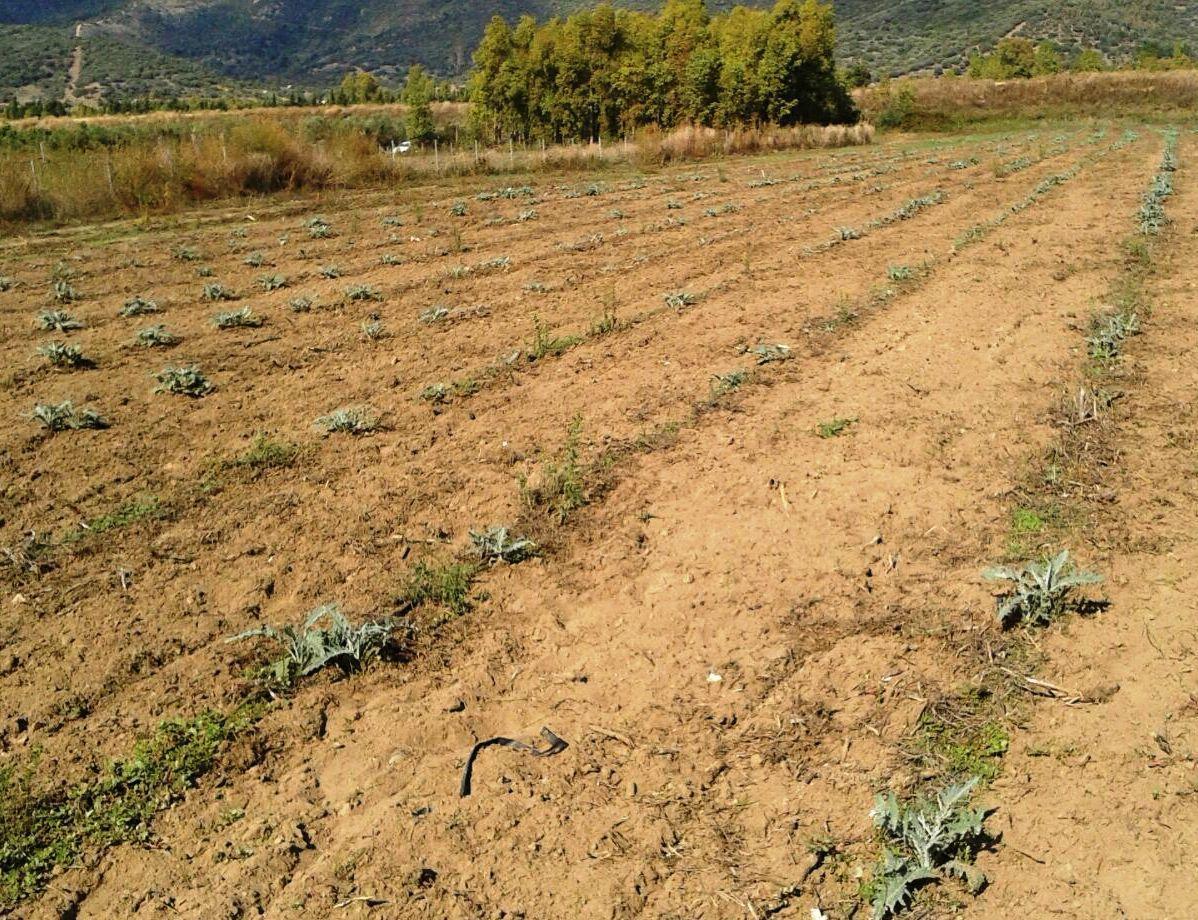 Meteonetwork Sardegna: nel Mediterraneo è l'inverno più caldo in 30 anni