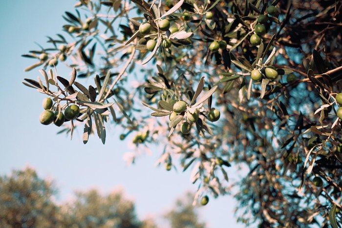Coldiretti, piante ingannate dalla "falsa" primavera 