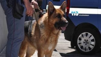 Controlli con il cane antidroga nelle scuole superiori elbane
