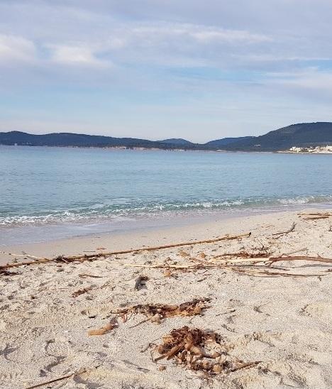 «Accertare le cause dello spiaggiamento delle canne»