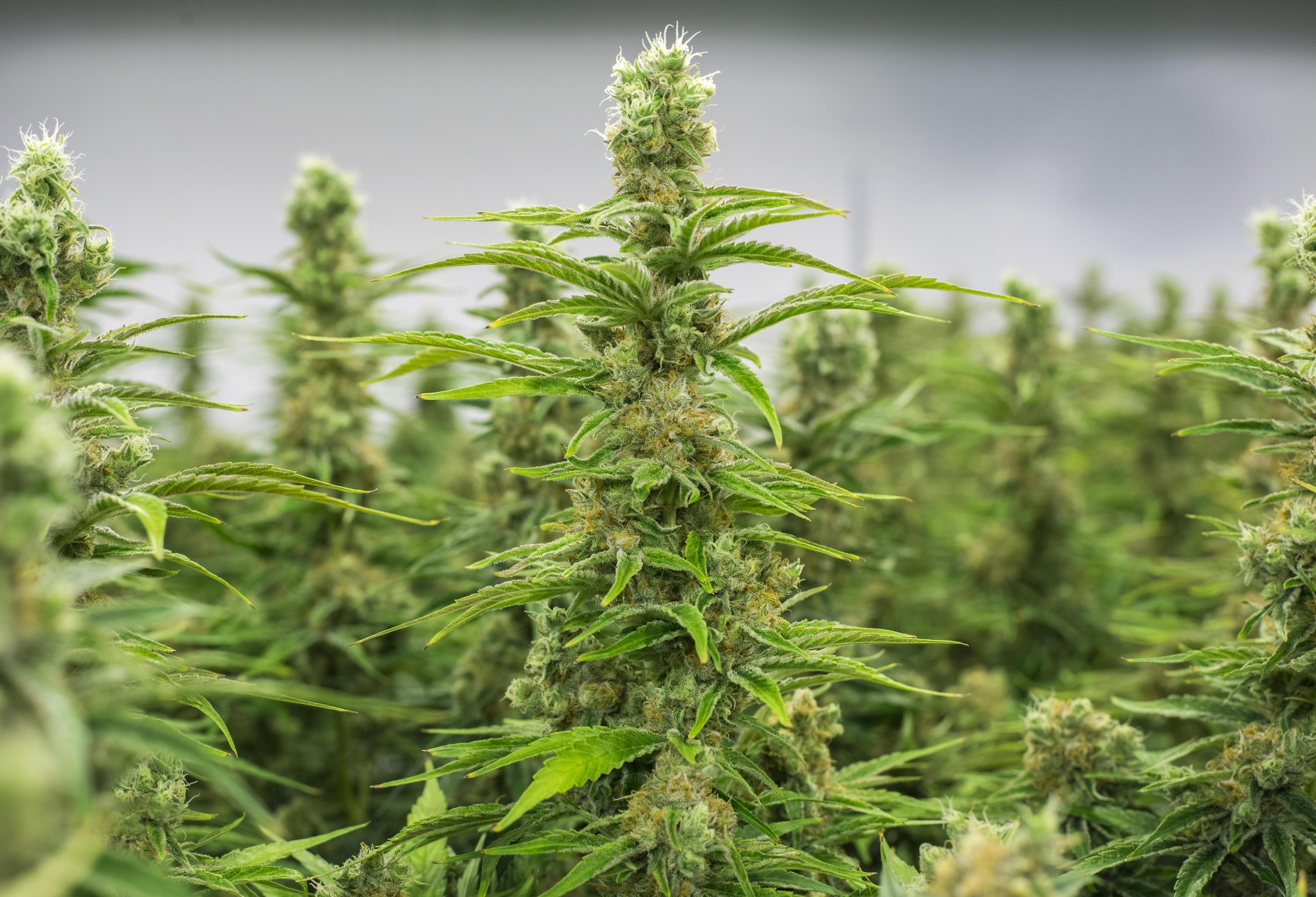 Monteleone Roccadoria, altri 11 chili di droga nell'azienda agricola sotto inchiesta